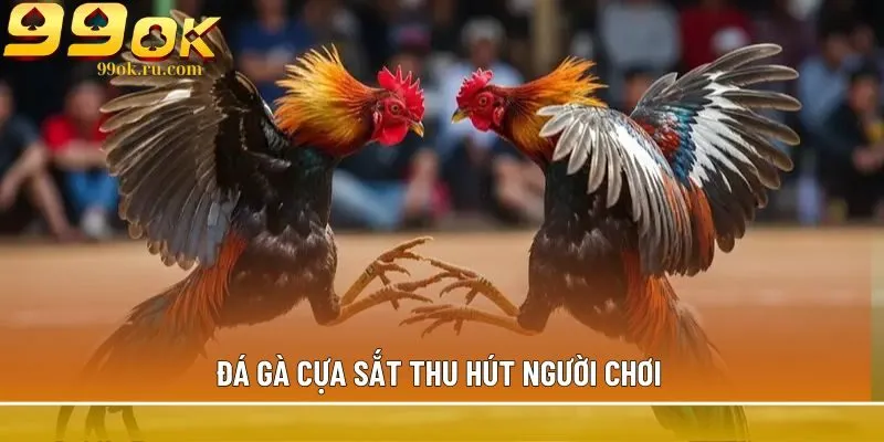 Đá gà cựa sắt 99OK với đa dạng kèo cược hấp dẫn nhất 1 Đá gà cựa sắt thu hút người chơi